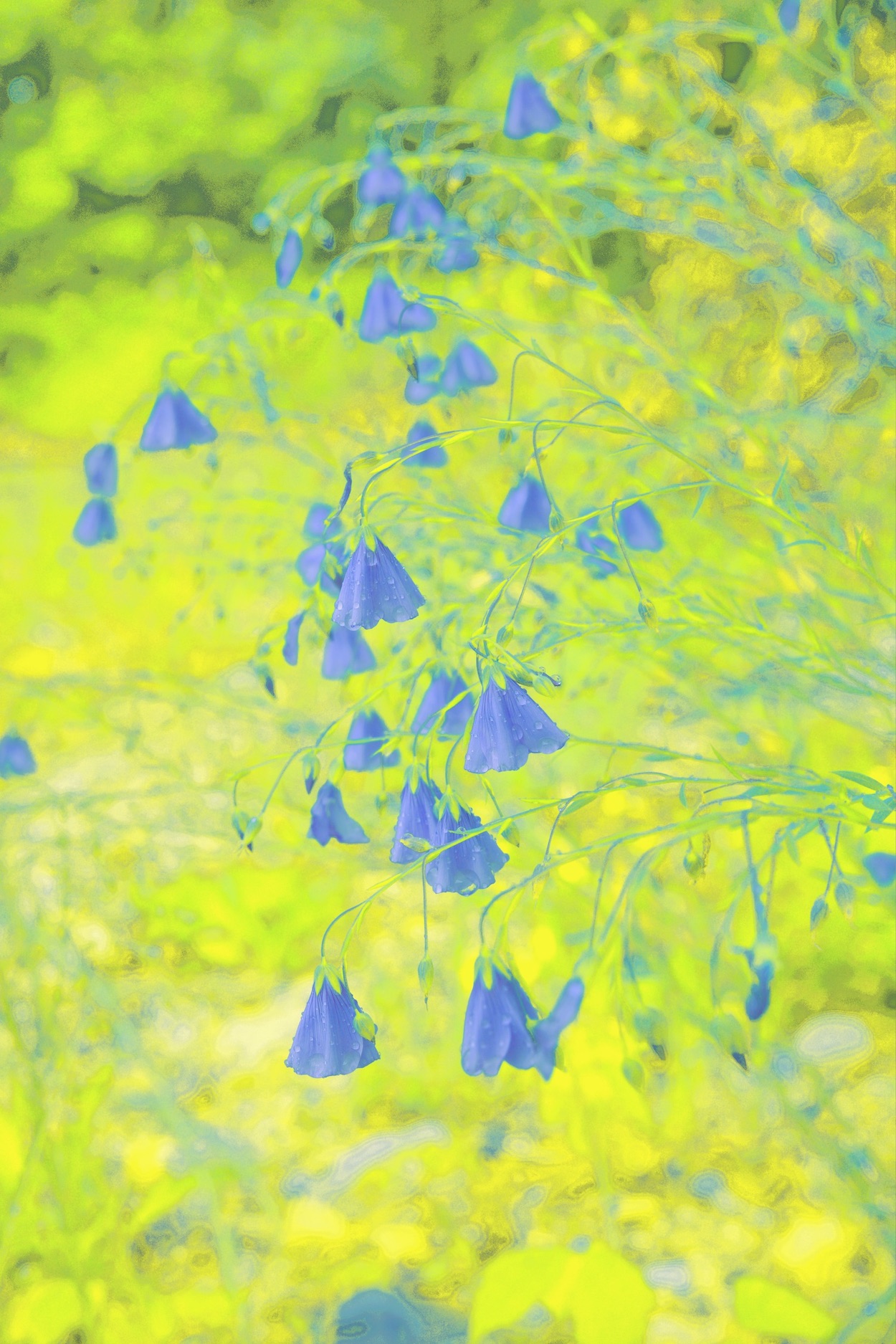clochettes